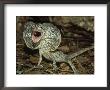 Frilled Lizard, Chlamydosaurus Kingi, Displaying, New Guinea & Australia by Brian Kenney Limited Edition Pricing Art Print