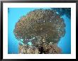 Table Coral, With Fish, Red Sea by Mark Webster Limited Edition Print
