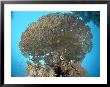 Table Coral, With Fish, Red Sea by Mark Webster Limited Edition Pricing Art Print