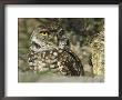 Burrowing Owl (Athene Cunicularia), Portrait, Florida by Roy Toft Limited Edition Print