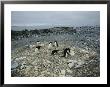 Adelie Penguins Waddle On A Stone-Covered Beach by Maria Stenzel Limited Edition Pricing Art Print