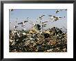 Seagulls Feast On A Garbage Dump In The Meadowlands by Melissa Farlow Limited Edition Pricing Art Print