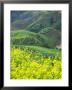 Landscape Of Canola And Terraced Rice Paddies, China by Keren Su Limited Edition Print