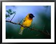 Village Weaver On Branch, Lake Baringo, Rift Valley, Kenya by Ariadne Van Zandbergen Limited Edition Print