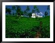 Green Tea Plantation, Nuwara Eliya, Sri Lanka by Dallas Stribley Limited Edition Print