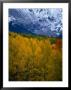 Mt. Sneffel's Range In The San Juan Mountains, San Juan National Forest, Usa by Mark Newman Limited Edition Pricing Art Print