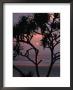 Palms And Beach At Sunrise, Bundjalung National Park, New South Wales, Australia by Paul Sinclair Limited Edition Print