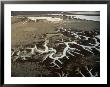 Aerial Of Tentacle-Like Branches Of Soda Lake In The Carrizo Plain, Mojave Desert, Usa by Jim Wark Limited Edition Print