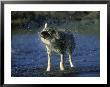 Grey Wolf, Shaking Off Water In River, Minnesota by Alan And Sandy Carey Limited Edition Print