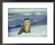 River Otter, Lutra Canadensis In Winter Montana by Alan And Sandy Carey Limited Edition Print