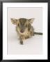 Muntjac Fawn, 1-2 Days Old, Lifting Leg by Les Stocker Limited Edition Print