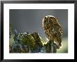 Tawny Owl, Adult Perched On Decaying Birch Stump, Scotland by Mark Hamblin Limited Edition Pricing Art Print