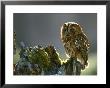 Tawny Owl, Adult Perched On Decaying Birch Stump, Scotland by Mark Hamblin Limited Edition Print