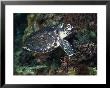 Hawksbill Turtle, Young, Caribbean by Gerard Soury Limited Edition Print