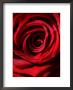 Study Of Red Rose by Lara Jade Coton Limited Edition Pricing Art Print