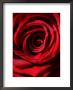 Study Of Red Rose by Lara Jade Coton Limited Edition Pricing Art Print