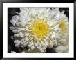 Closeup Of A Chrysanthemum Flower And Petals, North Carlton, Australia by Jason Edwards Limited Edition Print