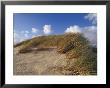 Wind Blown Grass Tussocks Precariously Attached To A Sand Dune, Coorong National Park, Australia by Jason Edwards Limited Edition Print