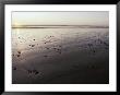 Pebbles Form Patterns On A Sandy Ocean Tidal Flat At Sunset, Australia by Jason Edwards Limited Edition Print