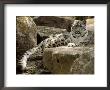 The Watchful Stare Of A Snow Leopard Belies Its Relaxed Appearance, Melbourne Zoo, Australia by Jason Edwards Limited Edition Print