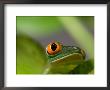Red-Eyed Tree Frog At The Sunset Zoo, Kansas by Joel Sartore Limited Edition Print
