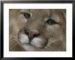 Mountain Lion, Or Puma At The Rolling Hills Zoo by Joel Sartore Limited Edition Pricing Art Print