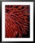 Bright Red Gorgonian Soft Coral Flares From A Sub-Tropical Reef, Australia by Jason Edwards Limited Edition Print