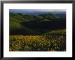 Part Of The East Bay Regional Park District Near Oakland, California by Phil Schermeister Limited Edition Print