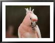 Leadbeaters Or Major Mitchells Or Pink Cockatoos by Joel Sartore Limited Edition Print