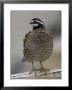 Northern Bobwhite Quail From The Toledo Zoo by Joel Sartore Limited Edition Pricing Art Print