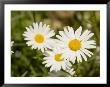 Closeup Of Daisies, Massachusetts by Tim Laman Limited Edition Pricing Art Print
