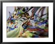 Tibetan Prayer Flags At The Temple Of The Sun And Moon, Qinghai, China by David Evans Limited Edition Print