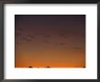 Flock Of Birds In Flight Graceful In The Sunset Afterglow, Australia by Jason Edwards Limited Edition Print