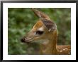 Fawn At A Wildlife Rescue Member's Home In Eastern Nebraska by Joel Sartore Limited Edition Print