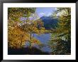 Autumn Trees At Ullswater, Lake District National Park, Cumbria, England, Uk, Europe by Roy Rainford Limited Edition Print
