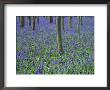 A Bluebell Wood In Sussex, England, Uk by Jean Brooks Limited Edition Print