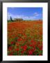 Field Of Poppies And Barn, Near Montepulciano, Tuscany, Italy by Lee Frost Limited Edition Print