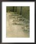 Casts Of People Buried In The Destruction, Pompeii, Campania, Italy by Bruno Morandi Limited Edition Print