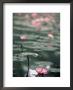 Lotus Flower, Luang Prabang, Laos, Indochina, Southeast Asia, Asia by Colin Brynn Limited Edition Pricing Art Print