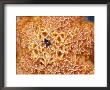 Close-Up Of A Starfish by Raymond Gehman Limited Edition Print