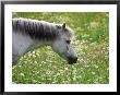 White Horse In Field Of Wildflowers, Sweden by Bjorn Forsberg Limited Edition Print