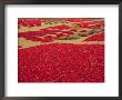 Picked Red Chilli Peppers Laid Out To Dry, Rajasthan, India by Bruno Morandi Limited Edition Print