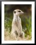 Meerkat Or Sitting While Watching, Kgalagadi Transfrontier Park, South Africa, Africa by James Hager Limited Edition Print