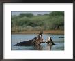 Common Hippopotamuses (Hippos), Hippopotamus Amphibius, Yawning, Kruger National Park, South Africa by Ann & Steve Toon Limited Edition Print