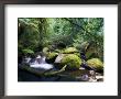 Taggerty River, Tree Ferns And Myrtle Beech Trees In The Temperate Rainforest, Victoria, Australia by Jochen Schlenker Limited Edition Print