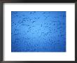 Snow Geese In Bosque Del Apache, New Mexico, Usa by Diane Johnson Limited Edition Print