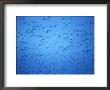 Snow Geese In Bosque Del Apache, New Mexico, Usa by Diane Johnson Limited Edition Pricing Art Print