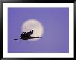 Silhouette Of Sandhill Crane Flying Across Full Moon, Bosque Del Apache National Wildlife Reserve by Arthur Morris. Limited Edition Print