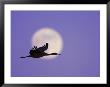 Silhouette Of Sandhill Crane Flying Across Full Moon, Bosque Del Apache National Wildlife Reserve by Arthur Morris. Limited Edition Print