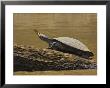 Turtle Atop Rock With Butterfly On Its Nose, Madre De Dios, Amazon River Basin, Peru by Dennis Kirkland Limited Edition Pricing Art Print